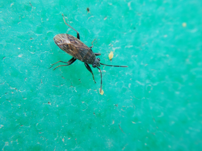 Peritrechus gracilicornis - vékonycsápú feketésbodobács