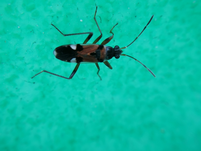 Beosus quadripunctatus - pettyes homokibodobács