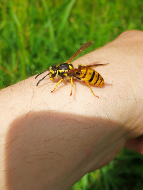 Vespula germanica - német darázs
