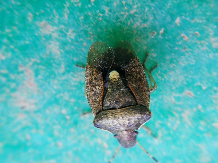 Peribalus strictus - tavaszi címerespoloska Peribalus strictus - tavaszi címerespoloska