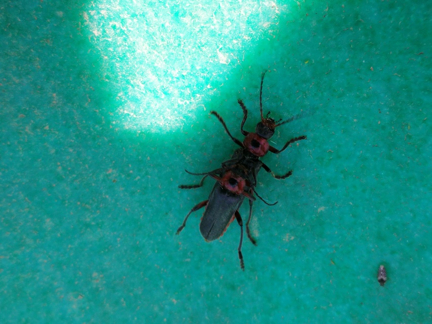 Cantharis rustica - suszterbogár