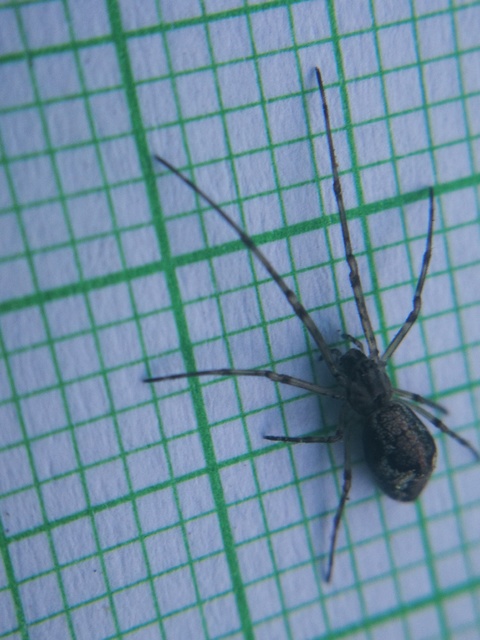 Tetragnatha