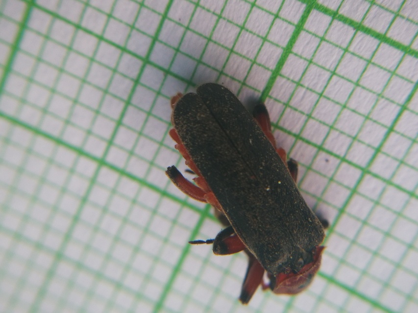 Cantharis rustica - suszterbogár