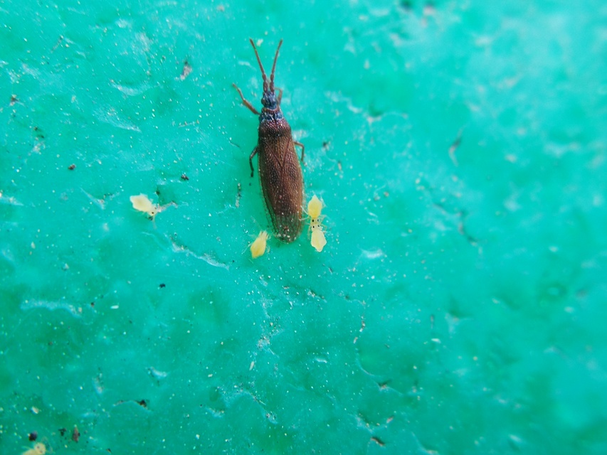 Agramma atricapillum