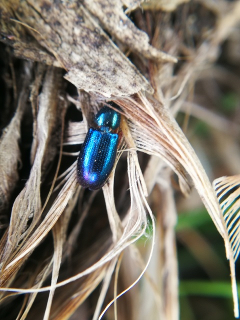 Necrobia violacea - kék hullabogár