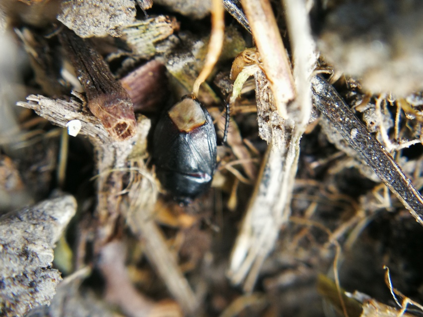 Sehirus Sehirus