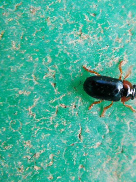 Smaragdina