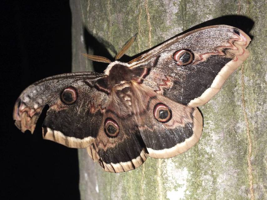 Saturnia pyri - nagy pávaszem