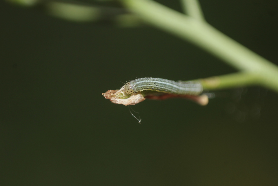 Egira conspicillaris - változékony szürkebagoly