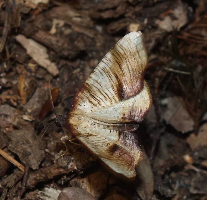 Plagodis dolabraria - baltaszárnyú araszoló