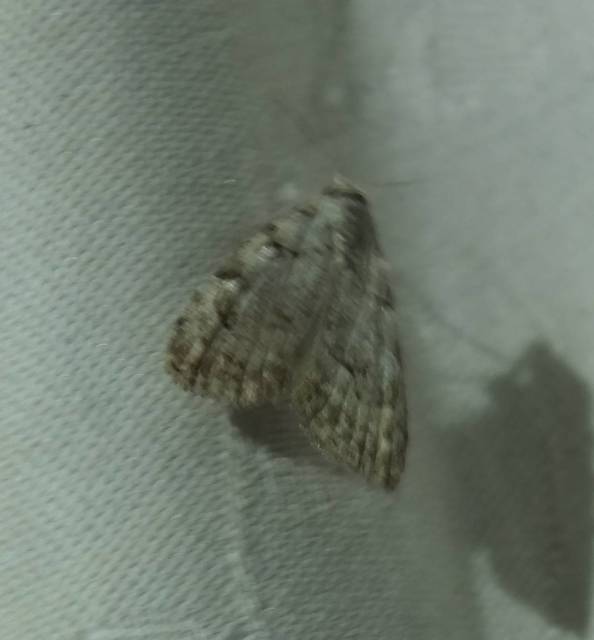 Nola confusalis - apró pamacsosszövő