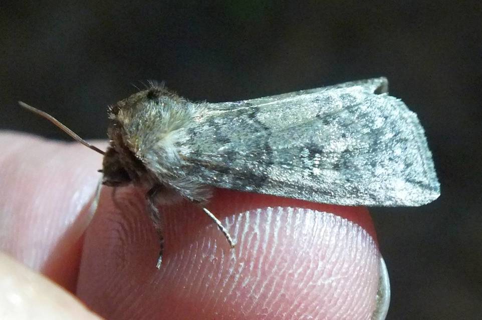 Tethea or - bélyeges pihésszövő