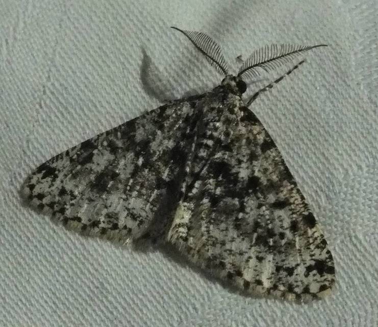 Fagivorina arenaria - bükkfaaraszoló