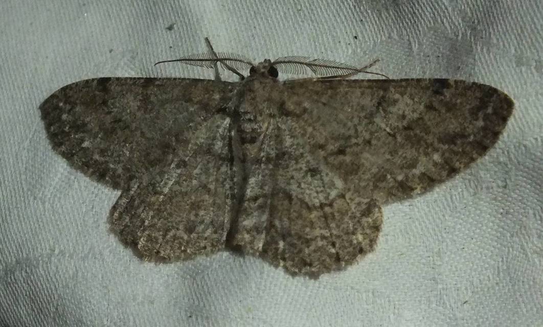 Hypomecis punctinalis - pettyes faaraszoló