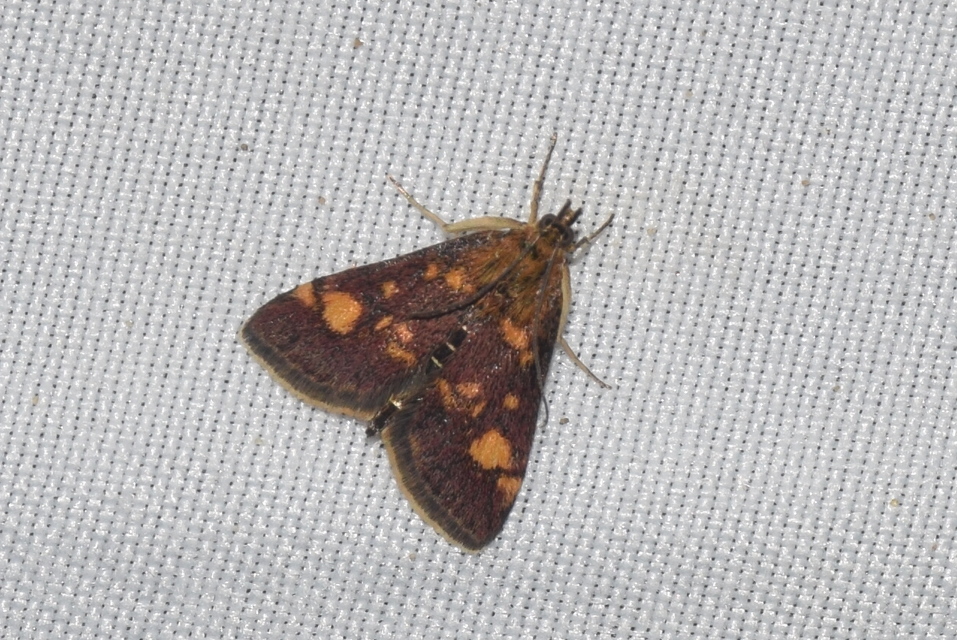 Pyrausta aurata - aranyló bíbormoly