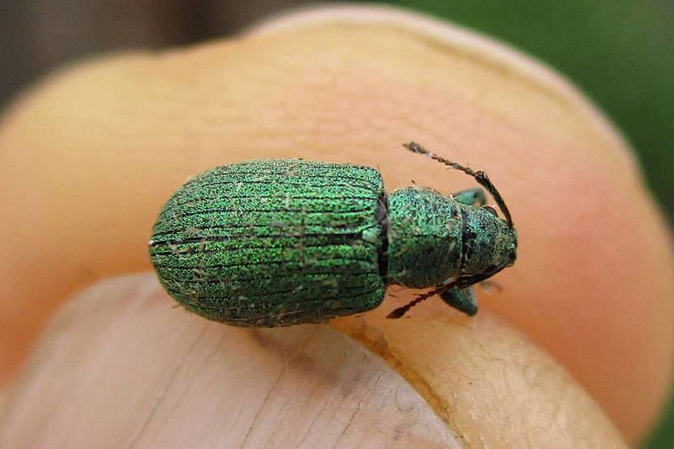Phyllobius thalassinus - tömpeorrú levélormányos