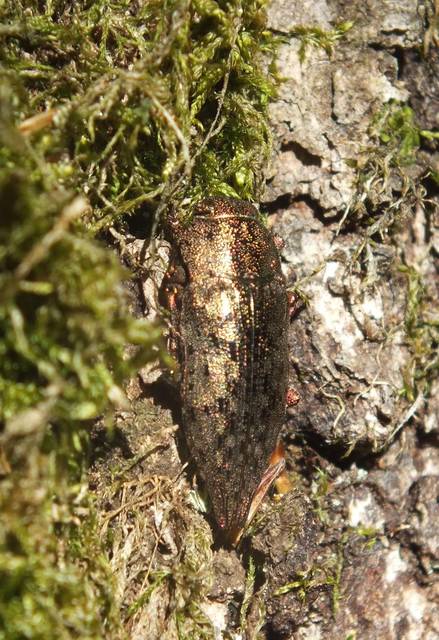 Dicerca berolinensis - bükkfa-díszbogár