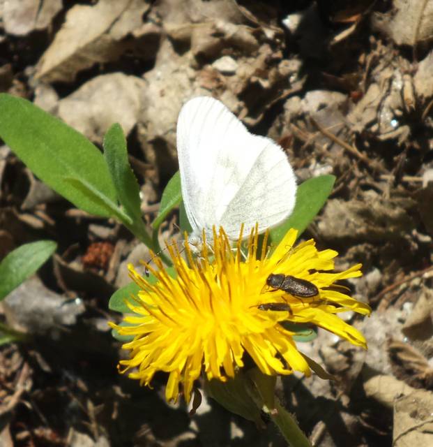 Leptidea sinapis/juvernica