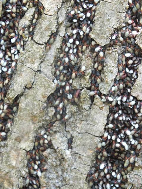 Oxycarenus lavaterae - hársbodobács
