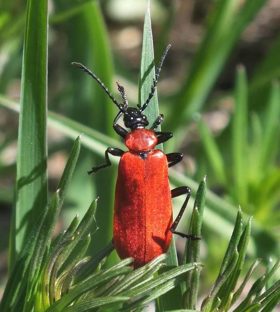 Pyrochroa coccinea - nagy bíborbogár