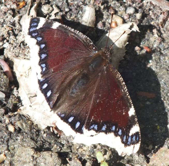 Nymphalis antiopa - gyászlepke