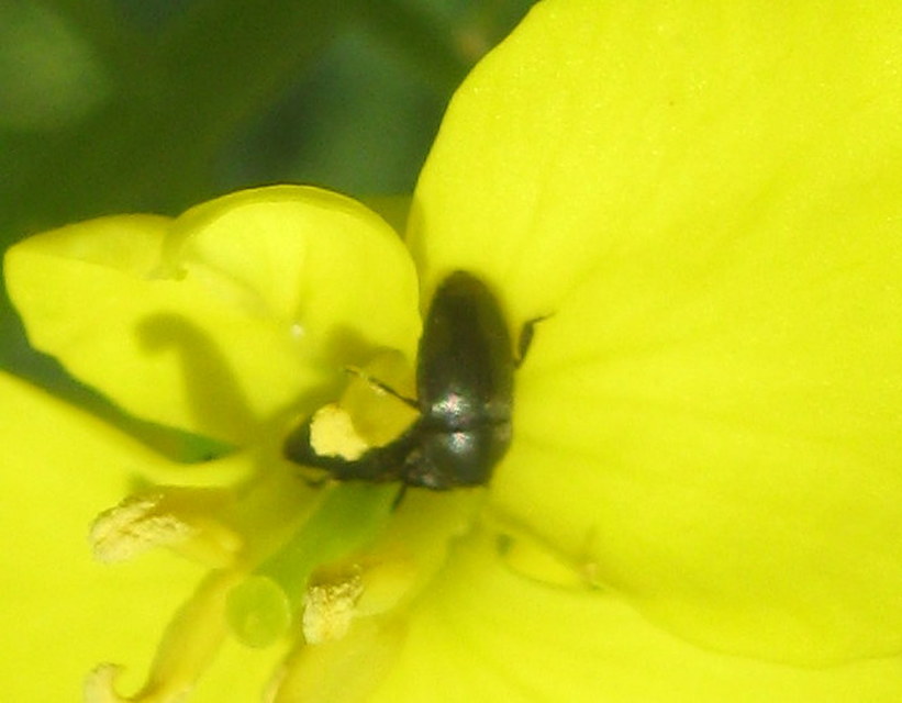 Brassicogethes aeneus - repce-fénybogár