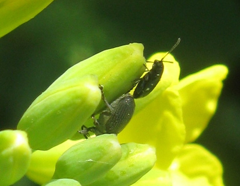 Ceutorhynchus obstrictus - repcebecő-ceutormányos