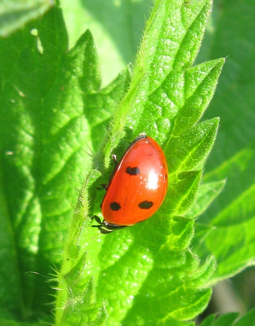 Coccinella septempunctata - hétpettyes katica