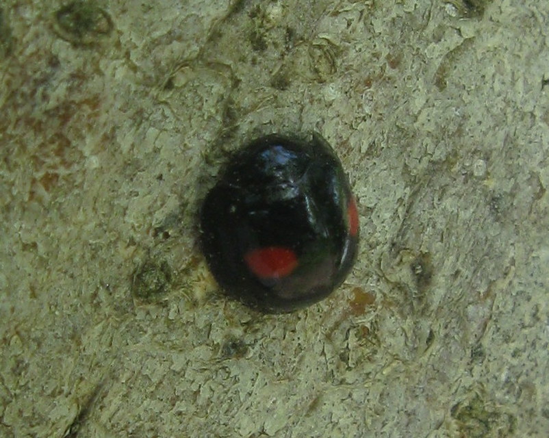 Chilocorus renipustulatus - vesefoltos szerecsenkata