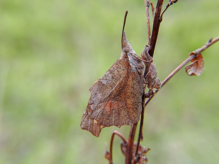 Libythea celtis - csőröslepke