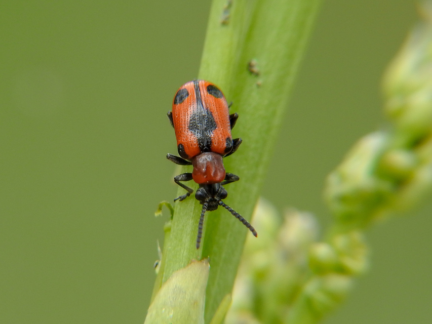 Crioceris quinquepunctata - ötpontos spárgabogár