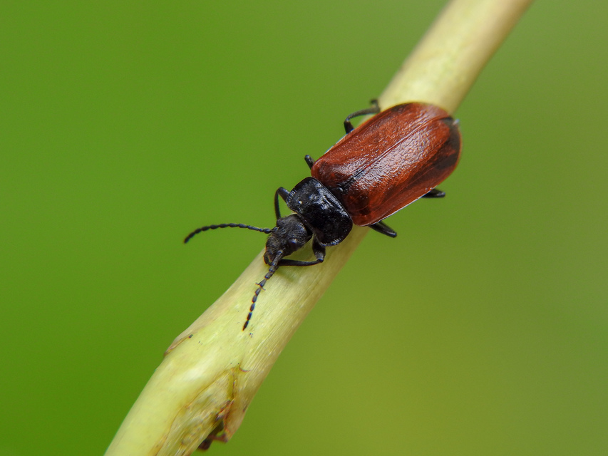 Omophlus proteus - közönséges pejbogár Omophlus proteus - közönséges pejbogár