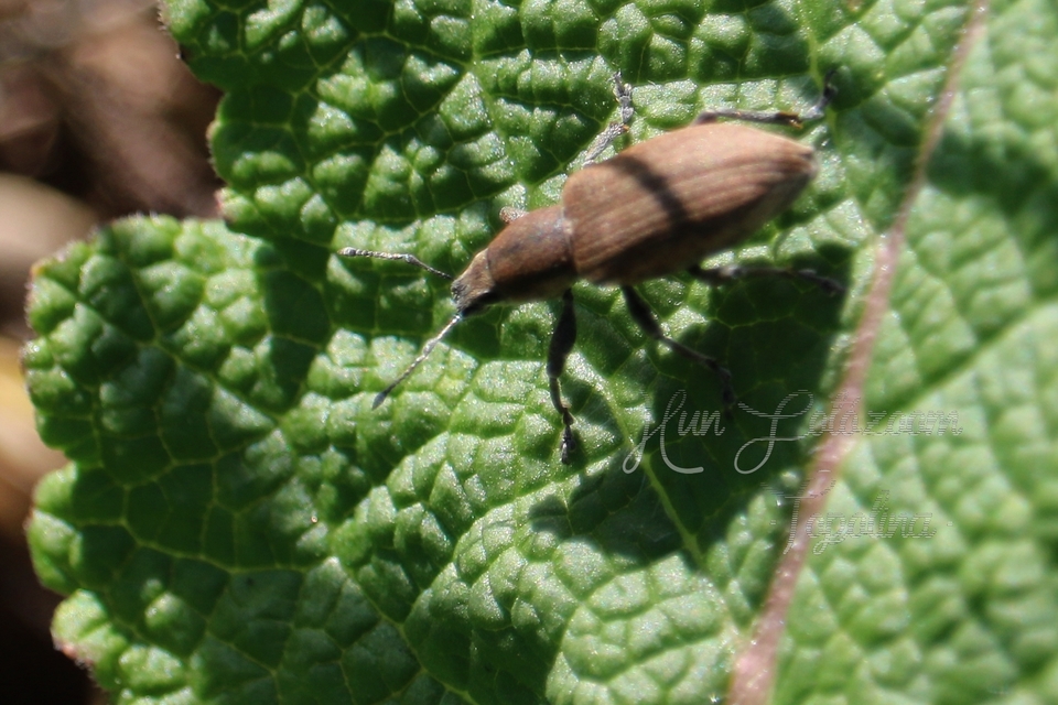 Tanymecus palliatus - közönséges hegyesfarúbarkó
