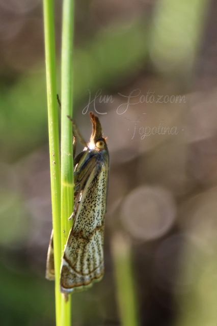 Thisanotia chrysonuchella - tavaszi fűgyökérmoly