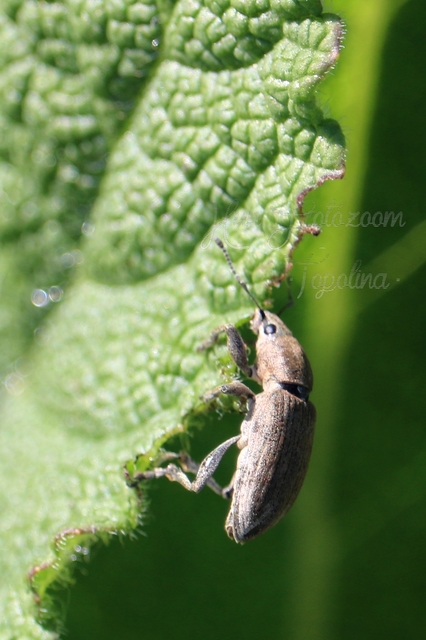 Tanymecus palliatus - közönséges hegyesfarúbarkó