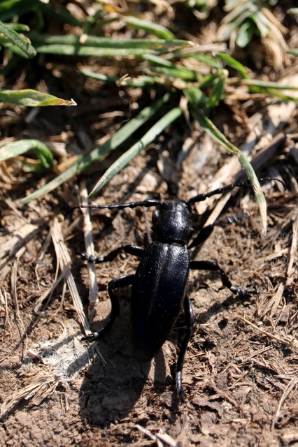 Dorcadion aethiops - fekete gyalogcincér