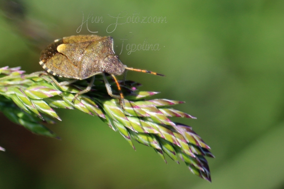 Peribalus strictus - tavaszi címerespoloska Peribalus strictus - tavaszi címerespoloska