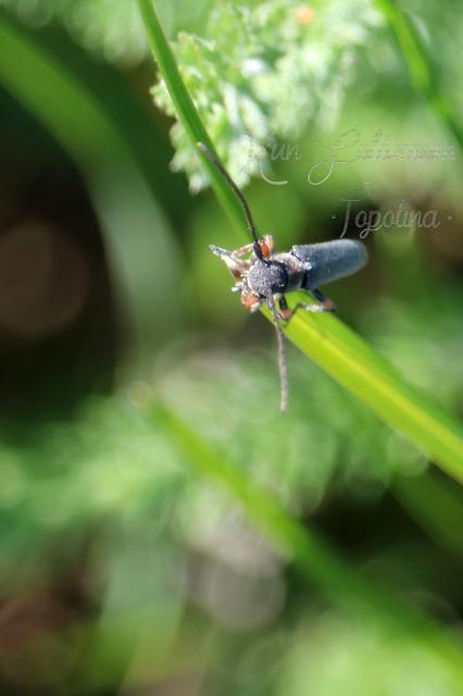 Phytoecia pustulata - parányi fűcincér