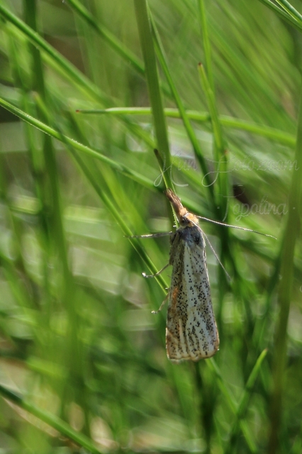 Thisanotia chrysonuchella - tavaszi fűgyökérmoly