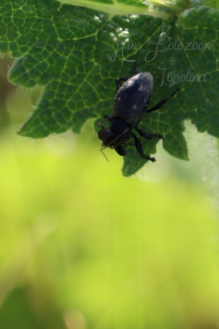 Graptus