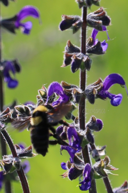 Bombus argillaceus - délvidéki poszméh
