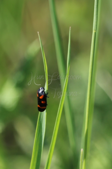 Cercopis arcuata/sanguinolenta