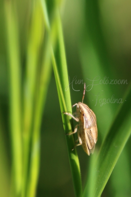 Aelia acuminata - közönséges szipolypoloska Aelia acuminata - közönséges szipolypoloska