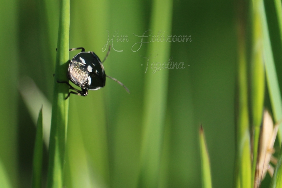 Eurydema oleracea - paréjpoloska Eurydema oleracea - paréjpoloska