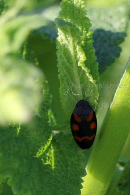 Cercopis arcuata/sanguinolenta
