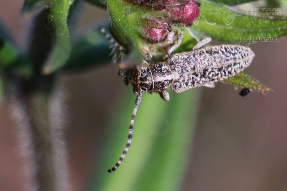 Pilemia tigrina - atracélcincér
