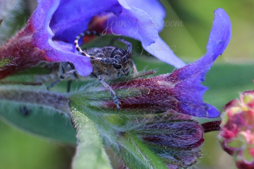 Pilemia tigrina - atracélcincér