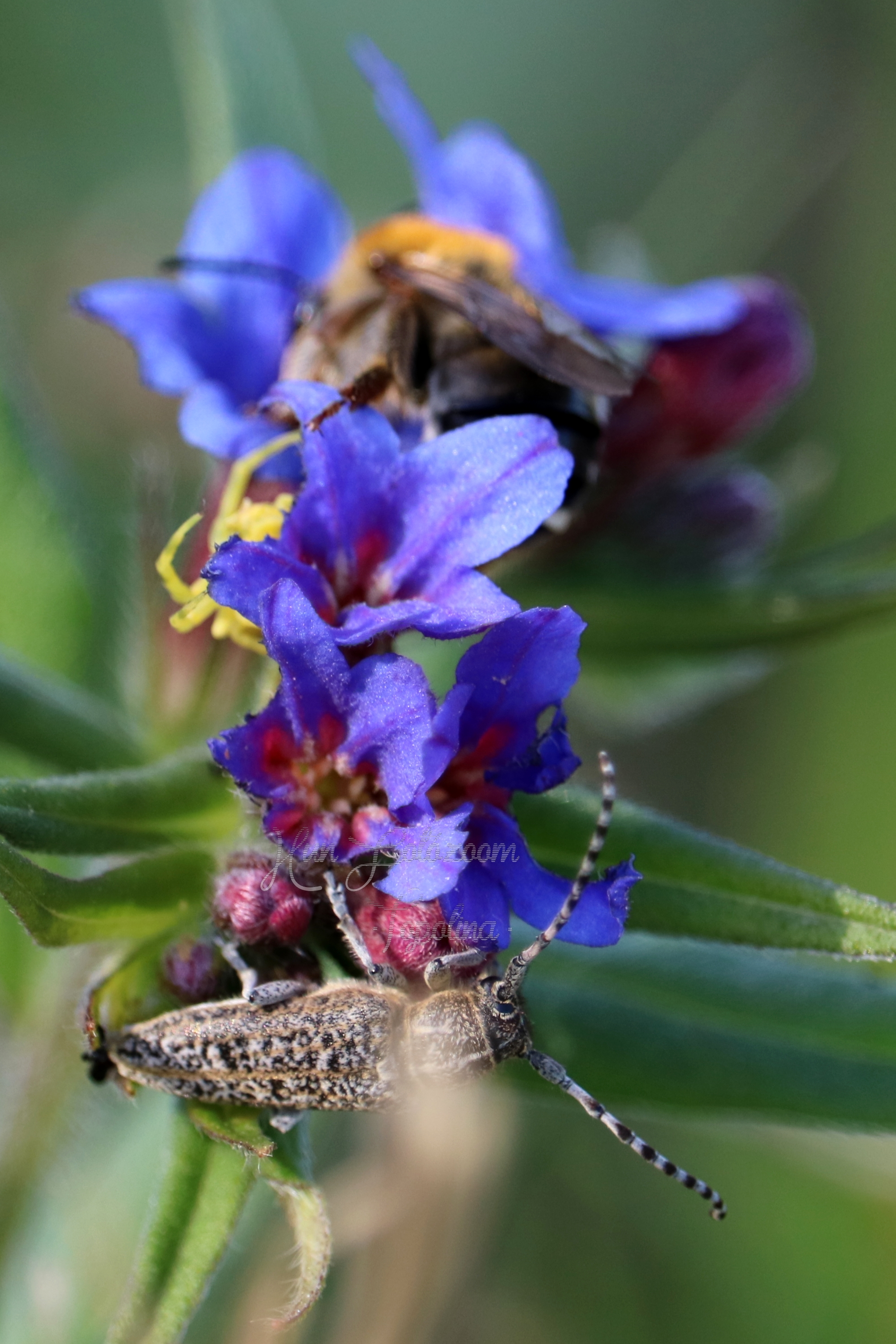 Pilemia tigrina - atracélcincér