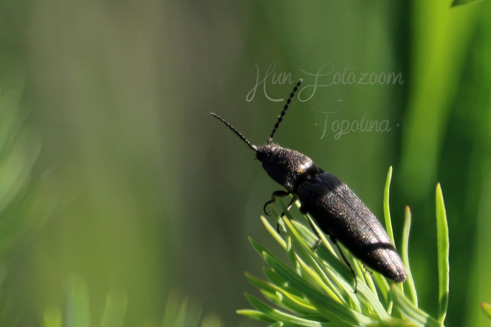 Cidnopus pilosus - szőrös pattanó