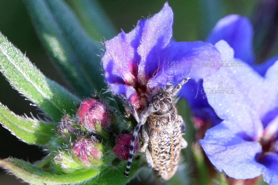 Pilemia tigrina - atracélcincér